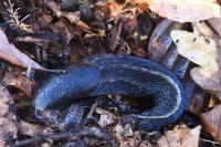 Limax cinereoniger
