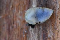 Arion intermedius