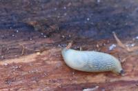 Arion intermedius