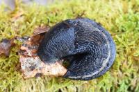 Limax cinereoniger