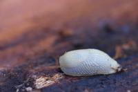 Arion intermedius
