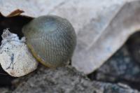 Arion intermedius