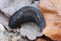 Limax cinereoniger