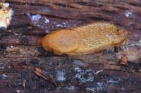 Arion subfuscus