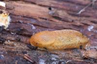 Arion subfuscus