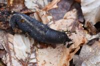 Limax cinereoniger