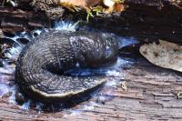 Limax cinereoniger