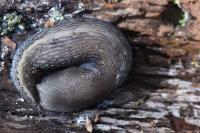 Limax cinereoniger