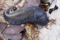 Limax cinereoniger