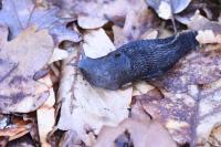 Limax cinereoniger