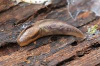 Lehmannia marginata