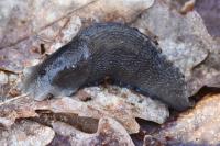Limax cinereoniger