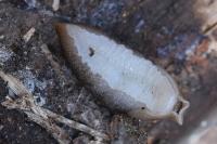 Lehmannia marginata