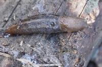 Lehmannia marginata