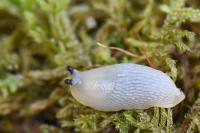 Arion intermedius