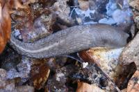 Limax cinereoniger