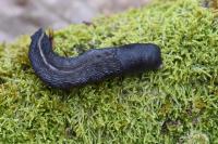 Limax cinereoniger