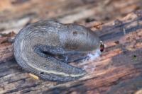 Limax cinereoniger