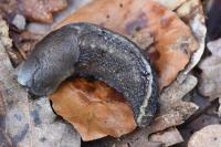 Limax cinereoniger