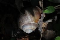 Helix pomatia