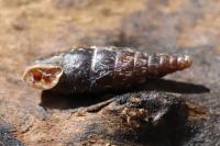 Clausilia bidentata
