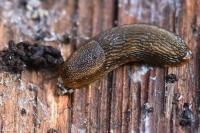 Arion subfuscus