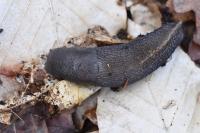 Limax cinereoniger