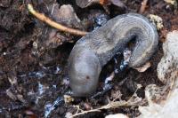 Limax cinereoniger