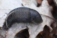 Limax cinereoniger