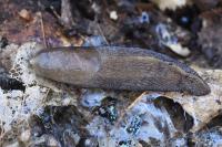 Limax cinereoniger