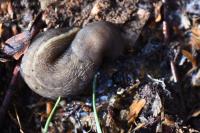 Limax cinereoniger