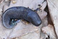 Limax cinereoniger