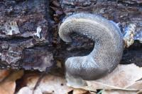 Limax cinereoniger