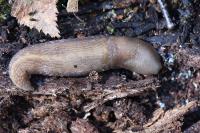 Limax cinereoniger