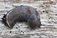 Limax cinereoniger