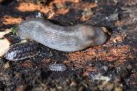 Lehmannia marginata