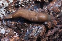 Limax cinereoniger