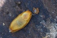 Arion subfuscus