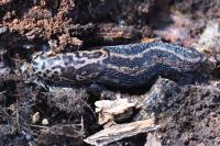 Limax maximus