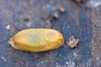 Arion subfuscus
