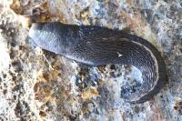 Limax cinereoniger