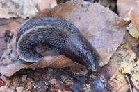 Limax cinereoniger