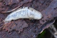 Lehmannia marginata