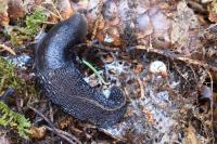 Limax cinereoniger