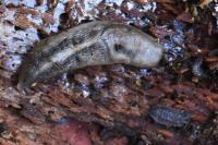 Lehmannia marginata