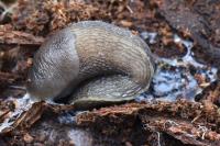 Limax cinereoniger