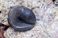 Limax cinereoniger