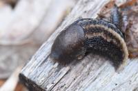 Limax cinereoniger
