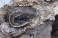 Limax cinereoniger