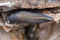 Limax cinereoniger